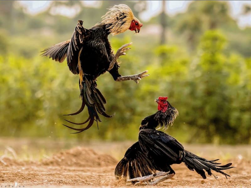 Đa dạng hình thức cược chọi gà 