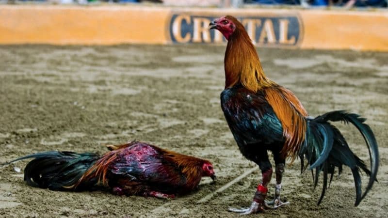 Có bao nhiêu loại gà đá? Tìm hiểu đặc điểm và luật đá 3 Đá gà cựa sắt